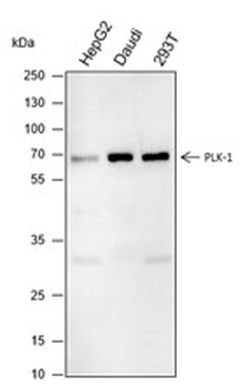 PLK-1 Recombinant Mouse Monoclonal Antibody