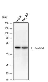 ACADM Recombinant Rabbit Monoclonal Antibody