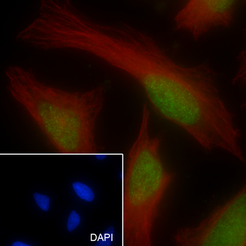 JUNB Recombinant Rabbit Monoclonal Antibody