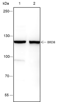 BRD8 Recombinant Mouse Monoclonal Antibody