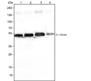 PDIA6 Recombinant Mouse Monoclonal Antibody