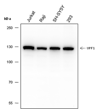 UPF1 Recombinant Mouse Monoclonal Antibody