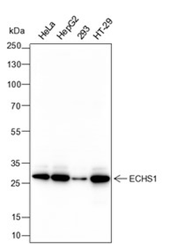 ECHS1 Recombinant Mouse Monoclonal Antibody