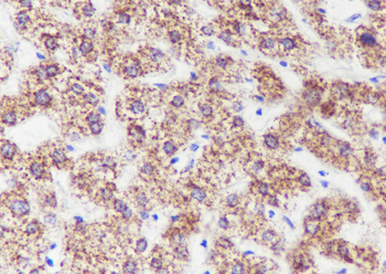 ECHS1 Recombinant Mouse Monoclonal Antibody