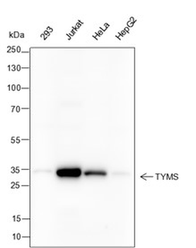 TYMS Recombinant Mouse Monoclonal Antibody