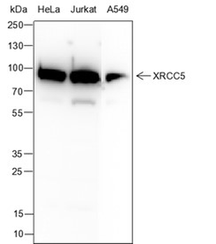 XRCC5 Recombinant Mouse Monoclonal Antibody