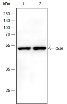 Oct6 Recombinant Rabbit Monoclonal Antibody