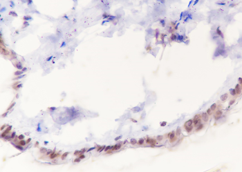 Oct6 Recombinant Rabbit Monoclonal Antibody