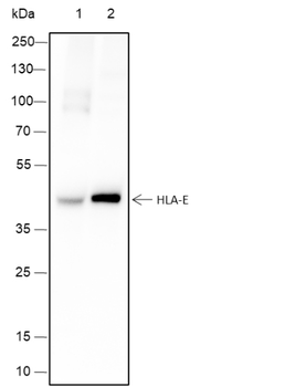 HLA-E Recombinant Mouse Monoclonal Antibody