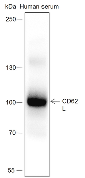 CD62L Recombinant Rabbit Monoclonal Antibody