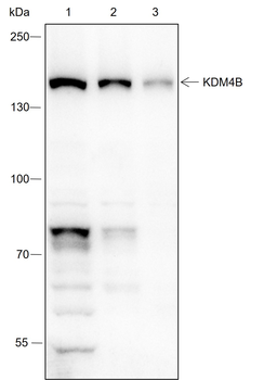 KDM4B Recombinant Rabbit Monoclonal Antibody