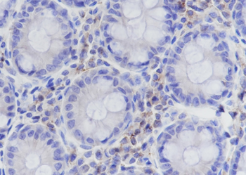 CD50 Recombinant Rabbit Monoclonal Antibody