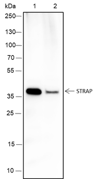 STRAP Recombinant Mouse Monoclonal Antibody