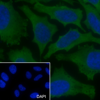 STRAP Recombinant Mouse Monoclonal Antibody