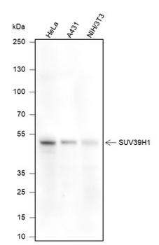SUV39H1 Recombinant Rabbit Monoclonal Antibody