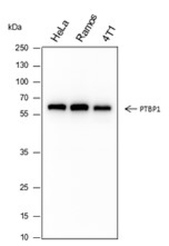 PTBP1 Recombinant Rabbit Monoclonal Antibody
