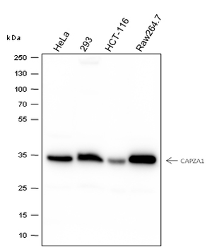 CAPZA1 Recombinant Mouse Monoclonal Antibody