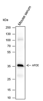 APOE Recombinant Mouse Monoclonal Antibody