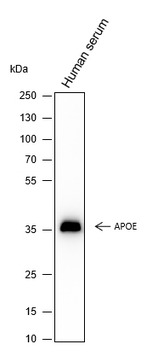 APOE Recombinant Mouse Monoclonal Antibody