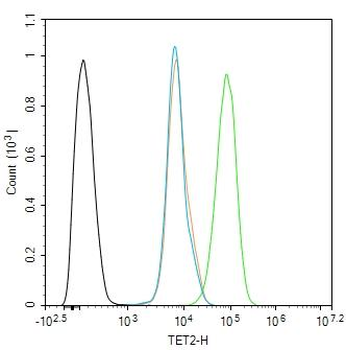 TET2 Rabbit Polyclonal Antibody