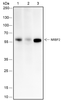 NRBP2 Recombinant Mouse Monoclonal Antibody