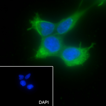 NRBP2 Recombinant Mouse Monoclonal Antibody