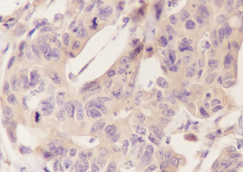 NRBP2 Recombinant Mouse Monoclonal Antibody