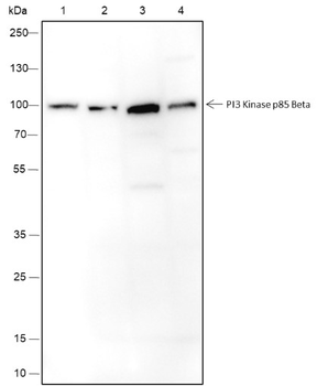 PIK3R2 Recombinant Mouse Monoclonal Antibody