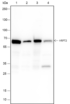 HRPT2 Recombinant Mouse Monoclonal Antibody