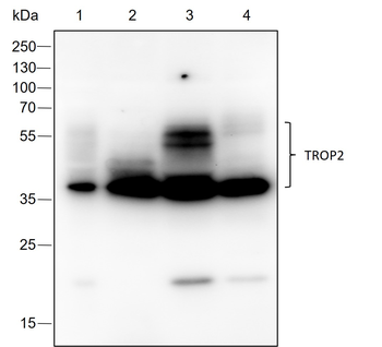 TROP2 Recombinant Rabbit Monoclonal Antibody