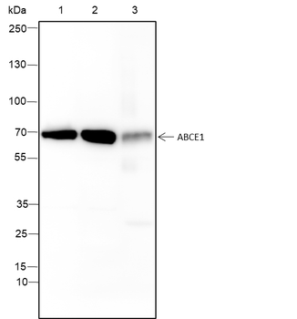 ABCE1 Recombinant Rabbit Monoclonal Antibody