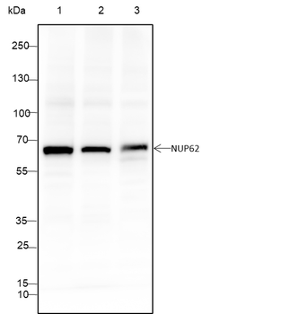 NUP62 Recombinant Mouse Monoclonal Antibody