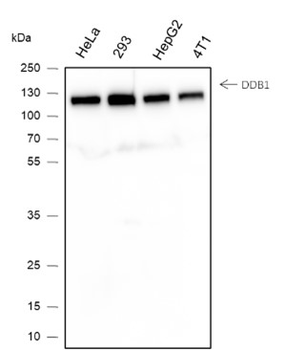 DDB1 Recombinant Mouse Monoclonal Antibody