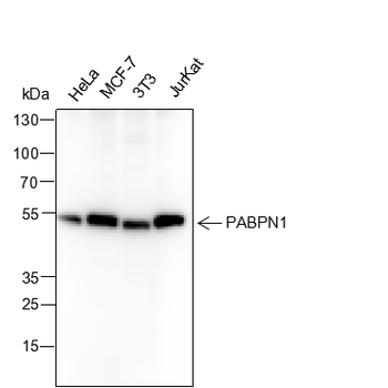 PABPN1 Recombinant Mouse Monoclonal Antibody