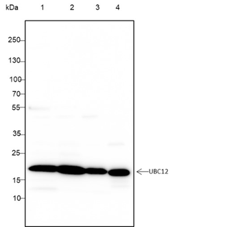 UBC12 Recombinant Mouse Monoclonal Antibody