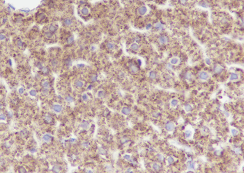 GRP75 Recombinant Mouse Monoclonal Antibody