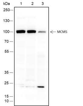 MCM5 Recombinant Rabbit Monoclonal Antibody
