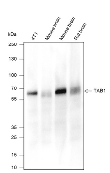 TAB1 Recombinant Mouse Monoclonal Antibody