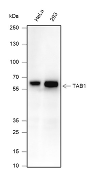 TAB1 Recombinant Mouse Monoclonal Antibody