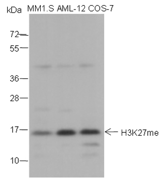 Mono-Methyl-Histone H3 (Lys27) Rabbit Polyclonal Antibody