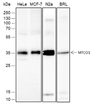 COX1/MTCO1 Recombinant Mouse Monoclonal Antibody