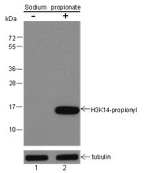 Propionyl-Histone H3 (Lys14) Mouse Monoclonal Antibody