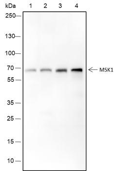 MSK1 Recombinant Mouse Monoclonal Antibody