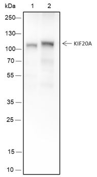 KIF20A Recombinant Mouse Monoclonal Antibody
