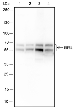 EIF3L Recombinant Mouse Monoclonal Antibody