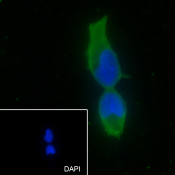 EIF3L Recombinant Mouse Monoclonal Antibody