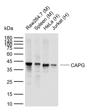 CAPG Recombinant Mouse Monoclonal Antibody