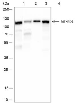 MTHFD1 Recombinant Mouse Monoclonal Antibody