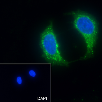 PRDX2 Recombinant Mouse Monoclonal Antibody