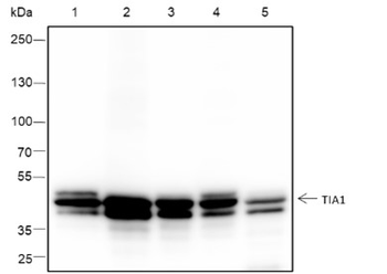 TIA1 Recombinant Rabbit Monoclonal Antibody